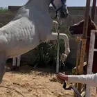 حصان شعبي شيخ