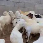 رخال رفيدية محايل عسير