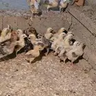صوص بلدي الوان فواتح مميزه