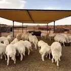 مضله حلال ابل قماش كوري سوبر جزيره كوري