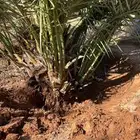 فسايل ونخيل بجميع انواعها