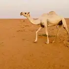 باتليه ثنيه ضروبه