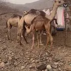 حاشي قعود 8 شهور تقريبا