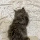 قطه للبيع