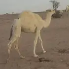 حاشي الباني عمر حول 7شهور