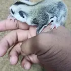 سنجاب أنثى أليف