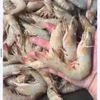 روبيان الجبيل طازج كل يوم جامبو فرخ جامبو