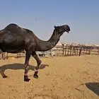 بعير مجهم