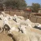 للبيع غنم حريات