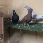 طيور كش شاميه