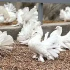 حمام رقاص