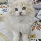 قطه كيتن للتبني