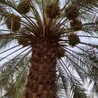 مطلوب مزارعه ثمرخلاص تكون 500نخله وفواق تكون حول المجمعه