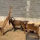 للبيع معزا هجين