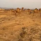 عرض لقح توالف نظيفة وعدد طيب