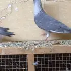 اجواز شاميه