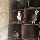 حمام قطايف جو الزوج على 50