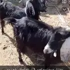 للبيع معزا الموقع القصيم القواره