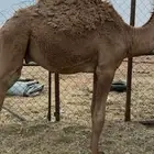 للبيع قعدان قصب