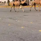 للبيع خفوت حمراء عونيه