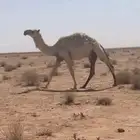 بكارللبيع وضحاء وصفرا الوضحا باتليه وصفرا دبيانيه