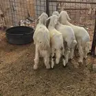 خرفان البيع