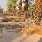 يوجد لدينا نخيل وشنطني وعربي بجميع المقسات والانواع