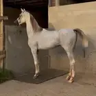 فحل مربط واهو