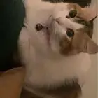 قطه انثى للتبني