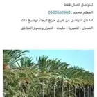 زراعه وتكريب نخل كما يوجد لدينا جميع انواع الفسايل