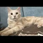 قط ذكر للتزاوج مطلوب أنثى