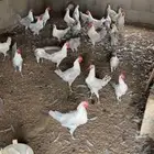 ديوك فيومي للبيع