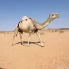 لقحه شقحى كفو