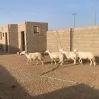 غنم حريات