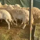 ضان حرش دفيع مفاصيل