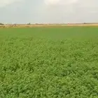 برسيم بلدي