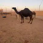 لقحه ملاقي بكر مجهم