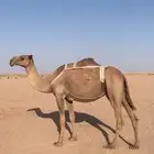 لبيع نياق لقحه و خفوت