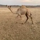بكره للبيع