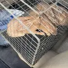 ارانب شماليه