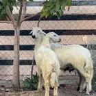 خرفان بلديه