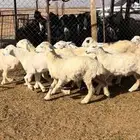 رخال العدد 10