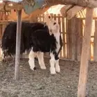 نجديه معها خروف