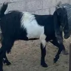 عنز طيبه