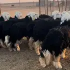 رخال جذعات نجد طيبه