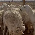 غنم حريات حرش دفيع وضاريع