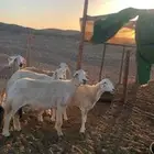 ضان للبيع