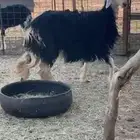 نجديه ثنيه حايل