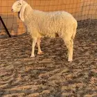 للبيع رخل كجلا في تو شقت رباع