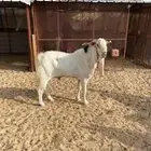 تيس فحل سديس